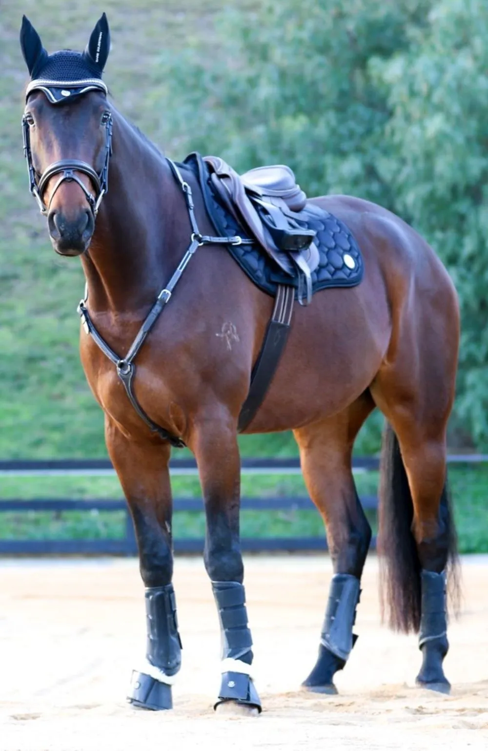 BARE Horse Wear - AIRFLOW Carbon Brushing Boots - Navy