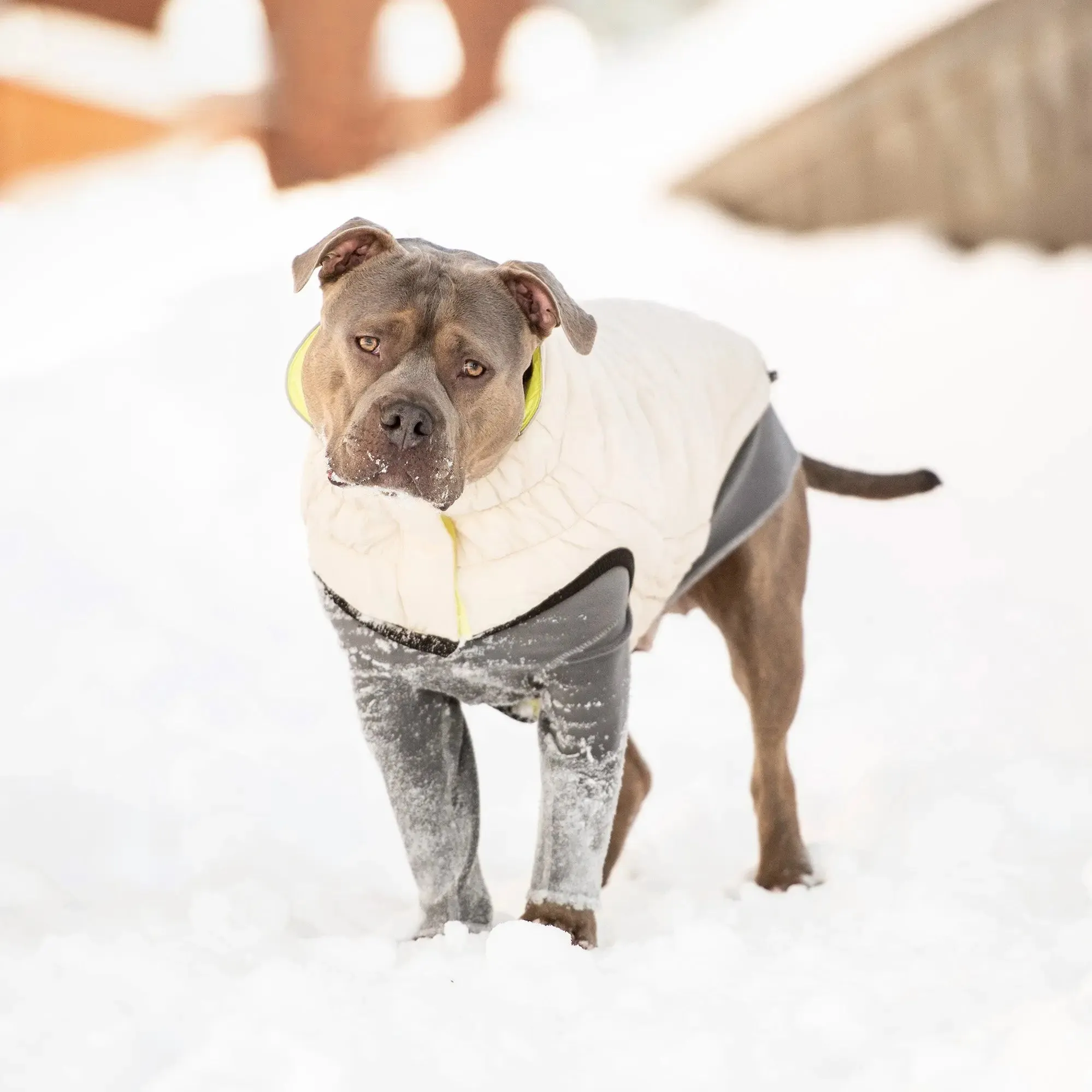 Reversible Chalet Dog Jacket | Sand / Neon Yellow