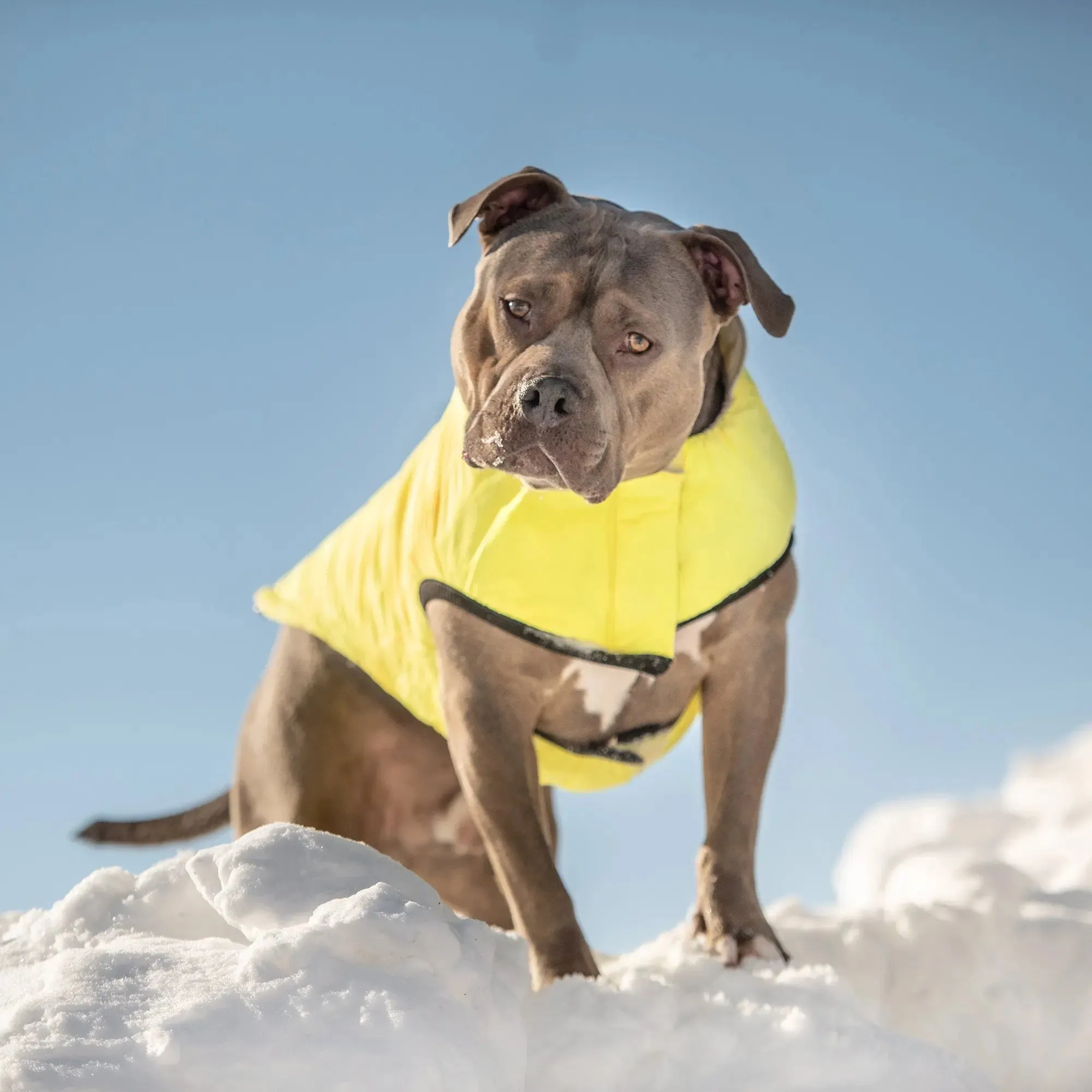 Reversible Chalet Dog Jacket | Sand / Neon Yellow